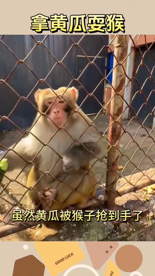 2025最新免费资料大全和车钥匙逗猴被猴抢走与猴子车钥匙