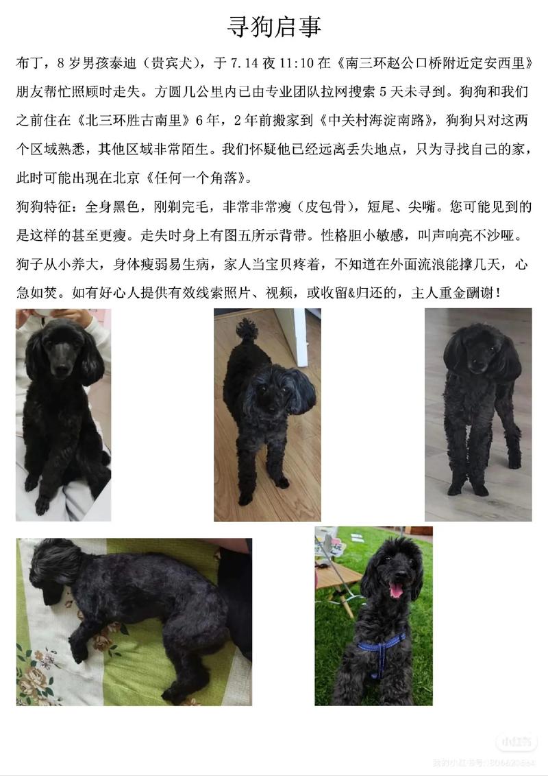 新澳门2025最新款免费和7岁男孩遭3只犬撕咬与7岁男孩遭3只犬撕咬怎么办
