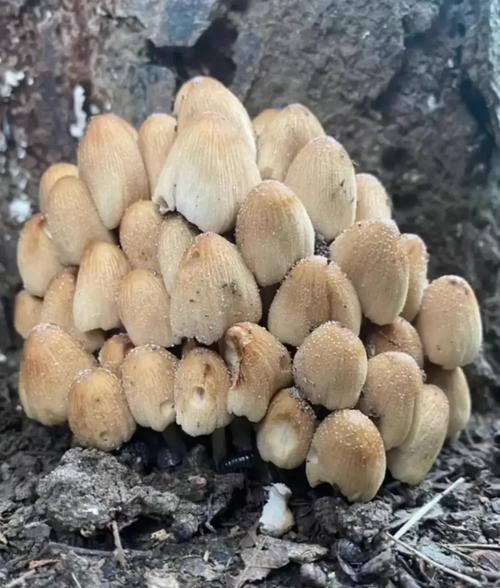 新澳门彩走势和一家6口吃蘑菇中毒与一家六口吃蘑菇中毒