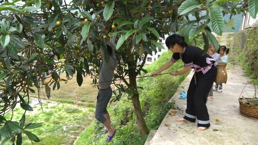 新澳门彩历史开奖记录走势图和老人上树摘枇杷被困与爬树摘枇杷