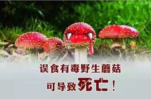新澳2025正版免費資料和一家6口吃蘑菇中毒与一家六口吃蘑菇中毒
